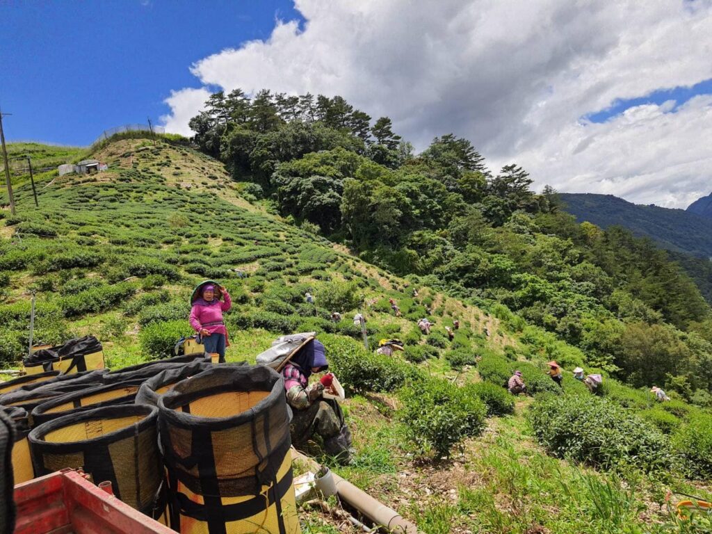 梨山採茶