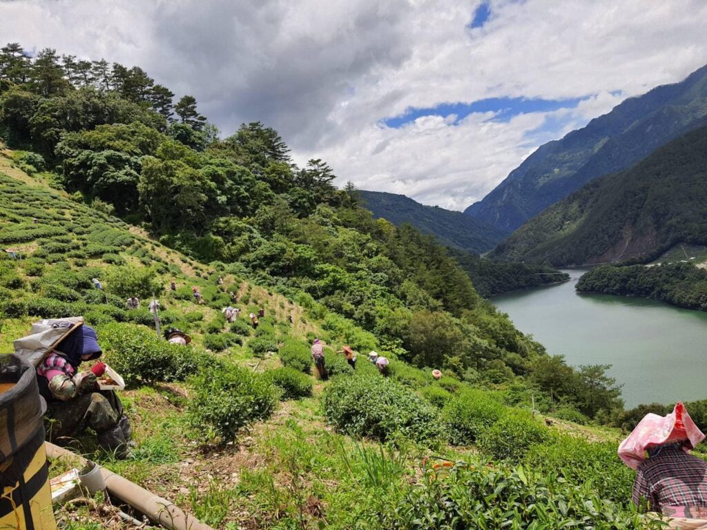 梨山採茶