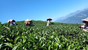 奇萊能高山冬茶