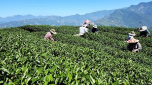 奇萊能高山冬茶