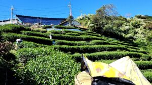 合歡山高峰冬茶