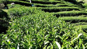 合歡山高峰冬茶