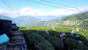 合歡山高峰冬茶