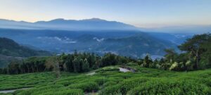 合歡山高峰冬茶