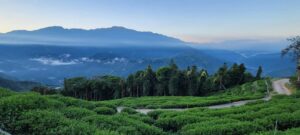 合歡山高峰冬茶