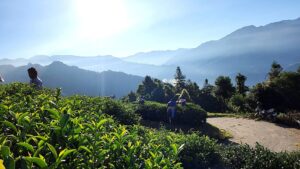 合歡山高峰冬茶