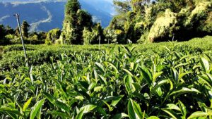 合歡山高峰冬茶