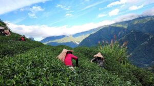 馬烈霸吊橋頭冬茶
