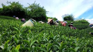 馬烈霸吊橋頭冬茶