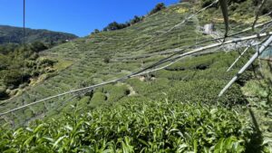 福壽山茶園冬茶