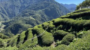 福壽山茶園冬茶