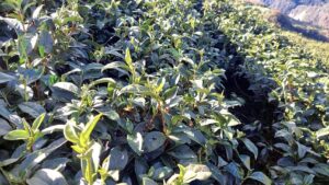 冬片,能高山,梨山冬片,吊橋頭