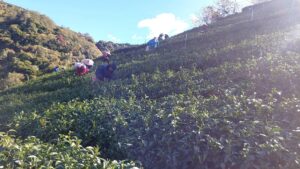 冬片,能高山,梨山冬片,吊橋頭