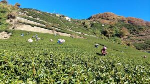 冬片,能高山,梨山冬片,吊橋頭