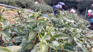 冬片,能高山,梨山冬片,吊橋頭