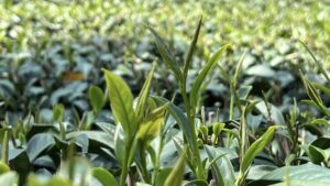 春茶, 烏龍茶, 金萱, 阿里山, 杉林溪