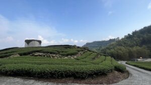 春茶, 烏龍茶, 金萱, 阿里山, 杉林溪