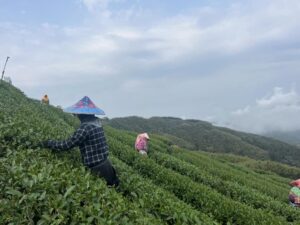 春茶,梅山,金萱,迎香,四季