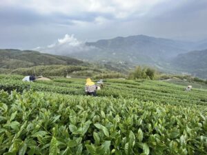 春茶,梅山,金萱,迎香,四季