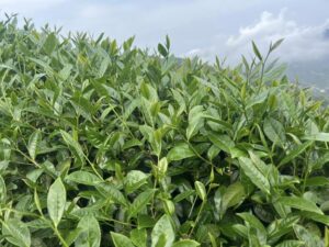 春茶,梅山,金萱,迎香,四季