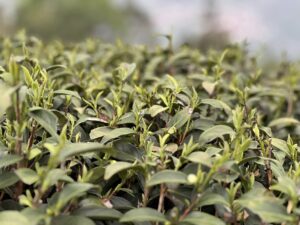 高山茶園, 仁愛鄉茶園, 春茶