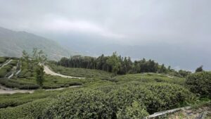 高山茶園, 仁愛鄉茶園, 春茶