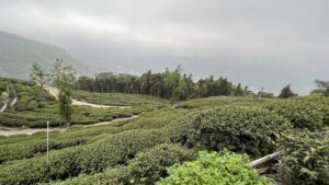 高山茶園, 仁愛鄉茶園, 春茶