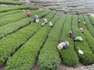 春茶,阿里山茶區,金萱,龍眼林,大尖山