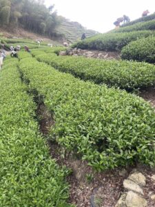春茶,阿里山茶區,金萱,龍眼林,大尖山