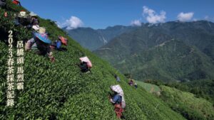 2023吊橋頭馬烈霸採茶記錄