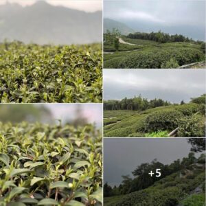 樂菁仁愛鄉茶園 春芽開了