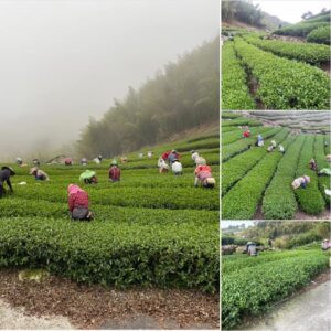 龍眼林大尖山金萱採2天