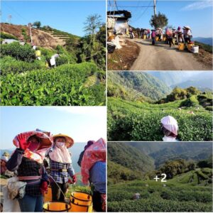 樂菁製茶廠 2023春茶今天開市