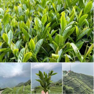 本周開採樂菁高海拔茶園