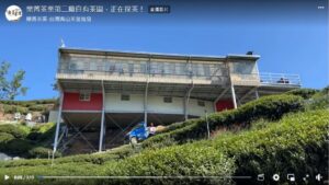 樂菁茶業第二廠自有茶園，正在採茶