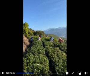 關頭山採茶！位於在第二茶廠的上方