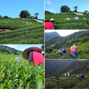 能高山特等茶園
