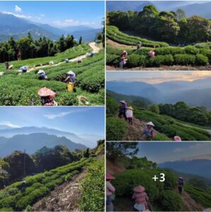 早安! 高峰和梨山，和時間賽跑我們已經分兩邊採茶製茶