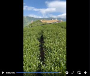 新佳陽茶菁，預計下週採收