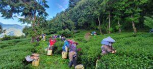 華岡茶,華岡台灣第一等,冬茶