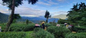 華岡茶,華岡台灣第一等,冬茶