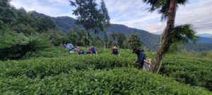 華岡茶,華岡台灣第一等,冬茶