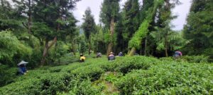 華岡茶,華岡台灣第一等,冬茶