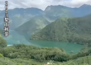 秋茶,梨山秋茶,梨山採茶,梨山茶