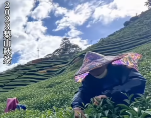 秋茶,梨山秋茶,梨山採茶,梨山茶