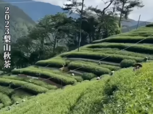 秋茶,梨山秋茶,梨山採茶,梨山茶