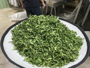 福壽山茶園冬茶,梨山茶,福壽山86 k茶園