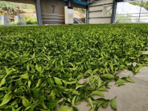 福壽山茶園冬茶,梨山茶,福壽山86 k茶園