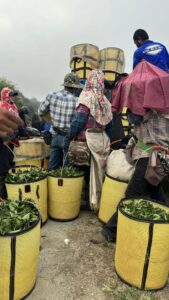 仁愛鄉高峰,冬茶批發,高峰冬茶