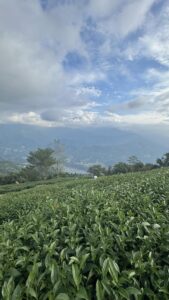 仁愛鄉高峰,冬茶批發,高峰冬茶